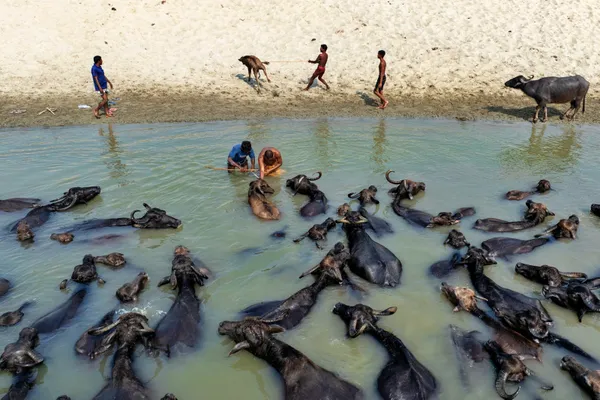 Buffalo Bath on the  River thumbnail