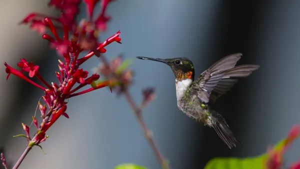 Ruby Throat Hummingbird at FireSpike thumbnail