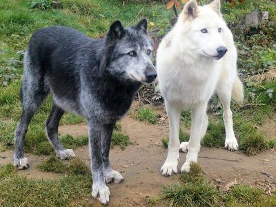 Black and white-furred gray wolves