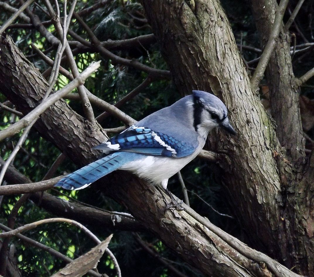 Blue Jay on branch waiting for other birds of a different species to ...