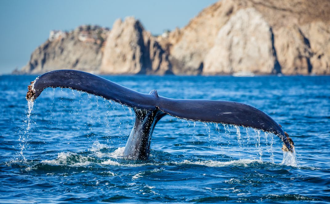 Whale fluke off the coast of Baja