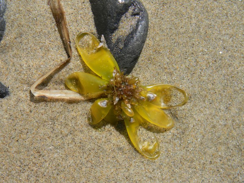 Seaweed on the Oregon Coast Smithsonian Photo Contest Smithsonian