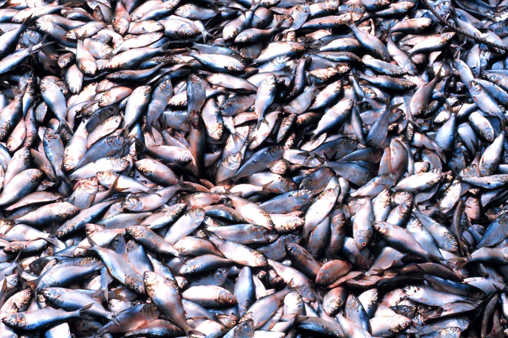 Menhaden fishing