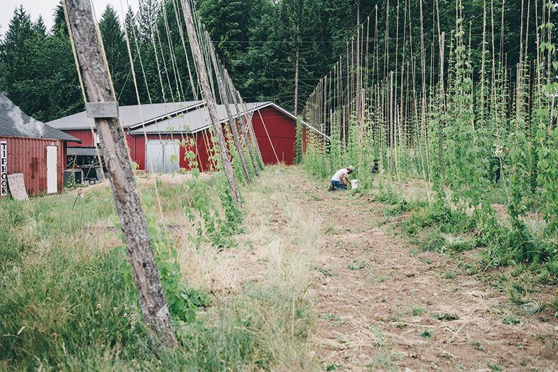 Centennial and Goldings hops