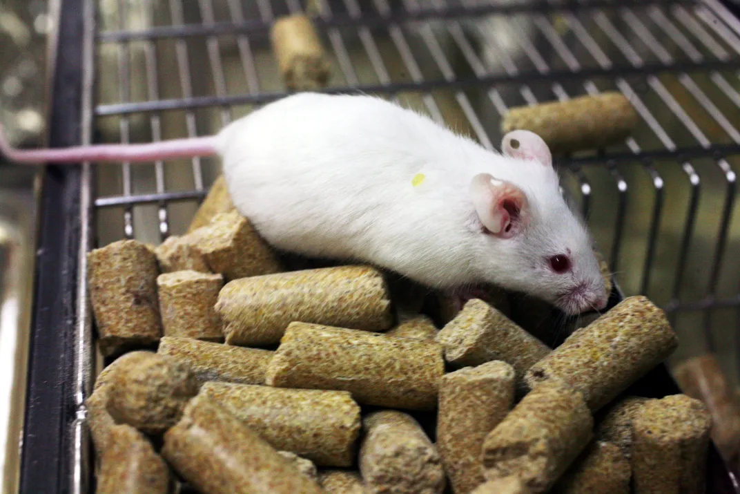 a white lab mouse with food pellets