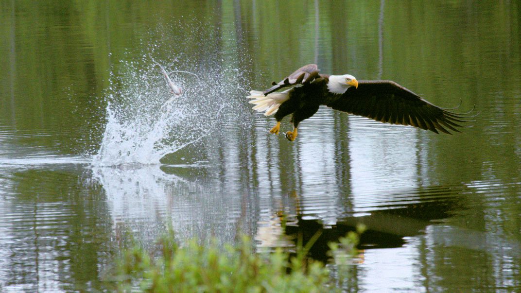 missed fish | Smithsonian Photo Contest | Smithsonian Magazine