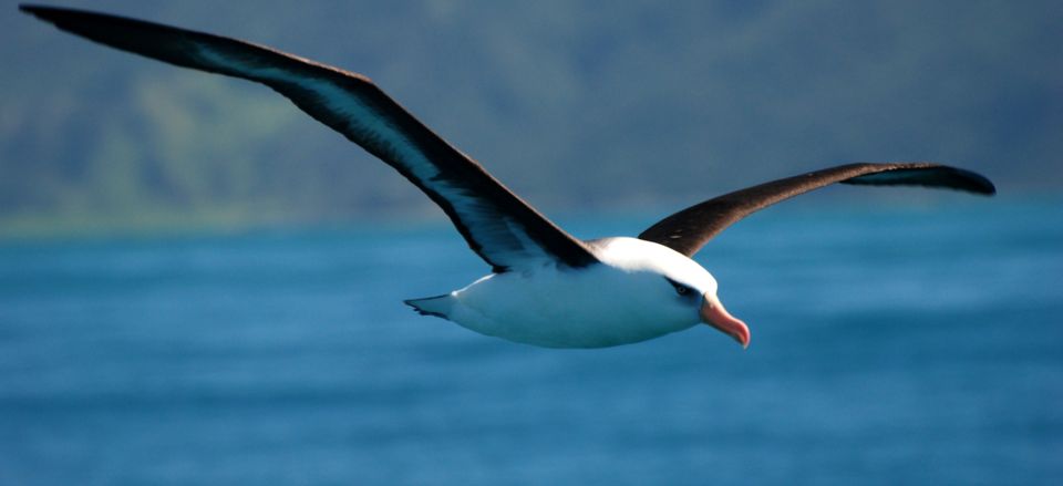  Albatross flying near Kaikoura 