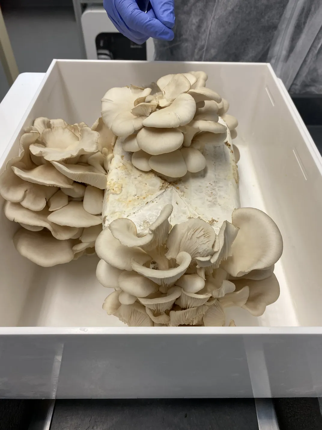 a tub of white mushrooms