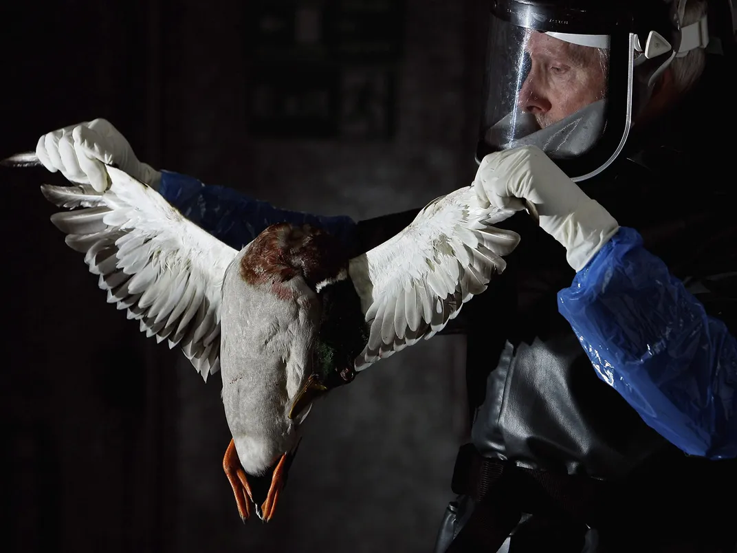 绿头鸭接受禽流感检查