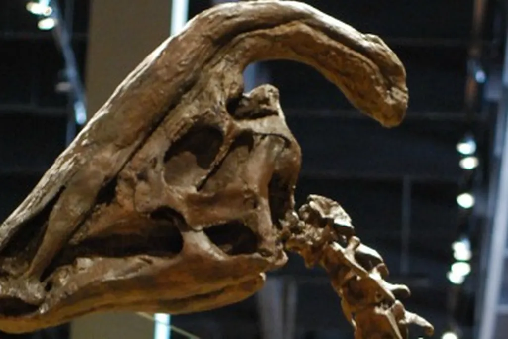 A Parasaurolophus at the Natural History Museum of Utah