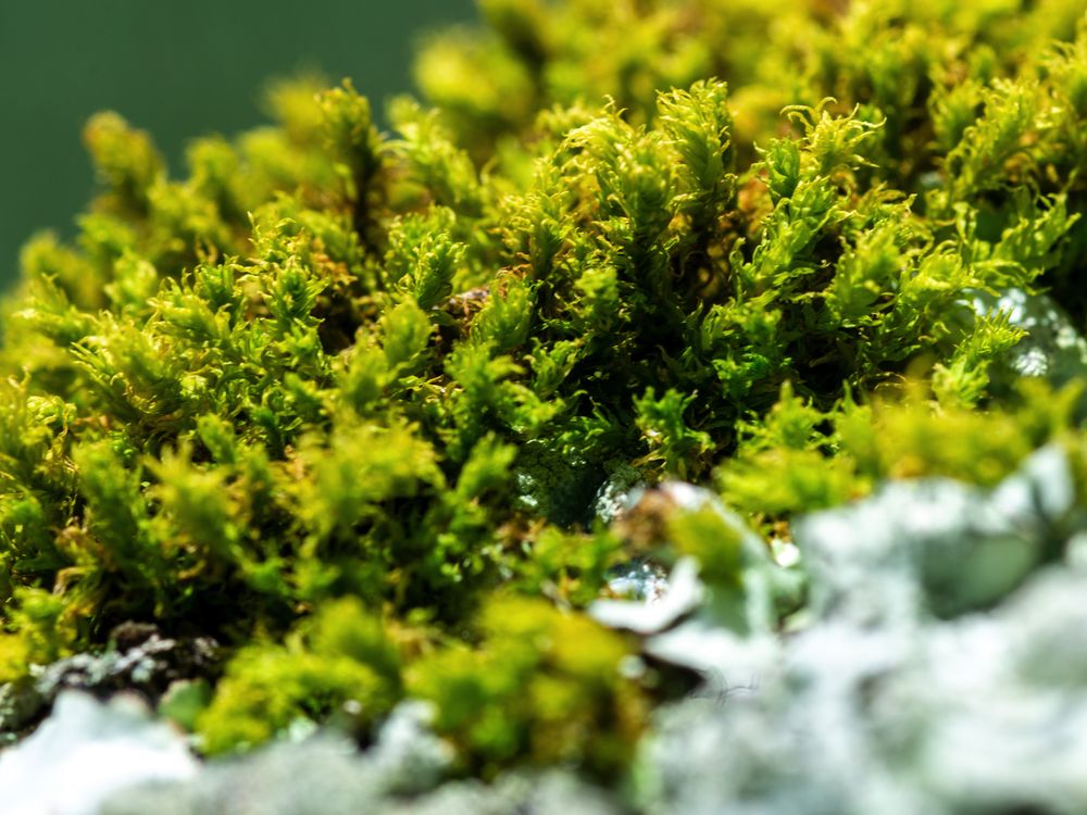 Bryophytes in the tropics are threatened due to lack of information and research. (Jorge Alemán, STRI)