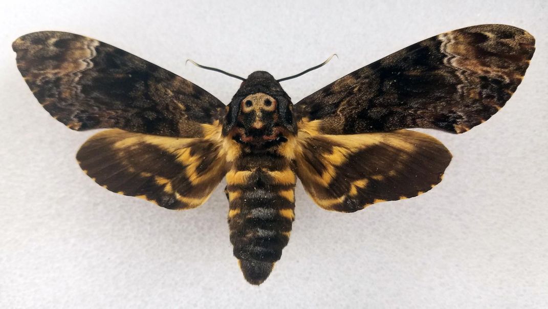 Preserved death's-head hawkmoth on a white background