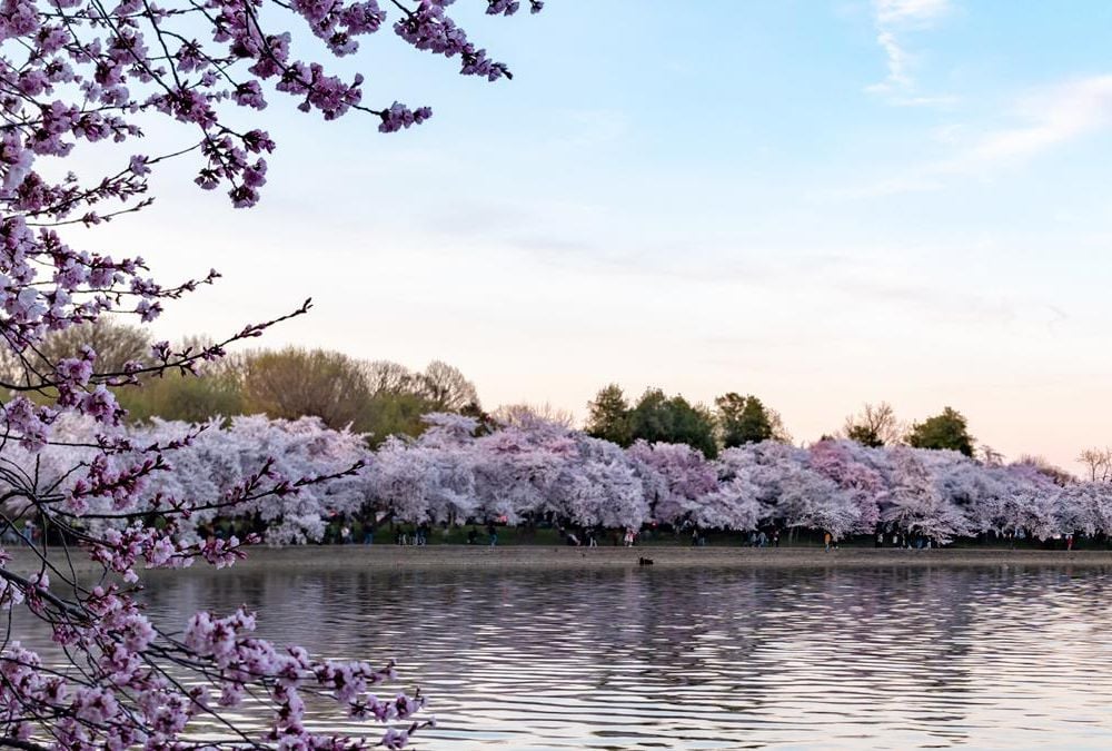 Cherry blossoms main longform