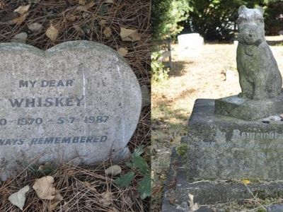 Tourigny analyzed gravestones from four large pet cemeteries in the United Kingdom, including the People's Dispensary for Sick Animals.

