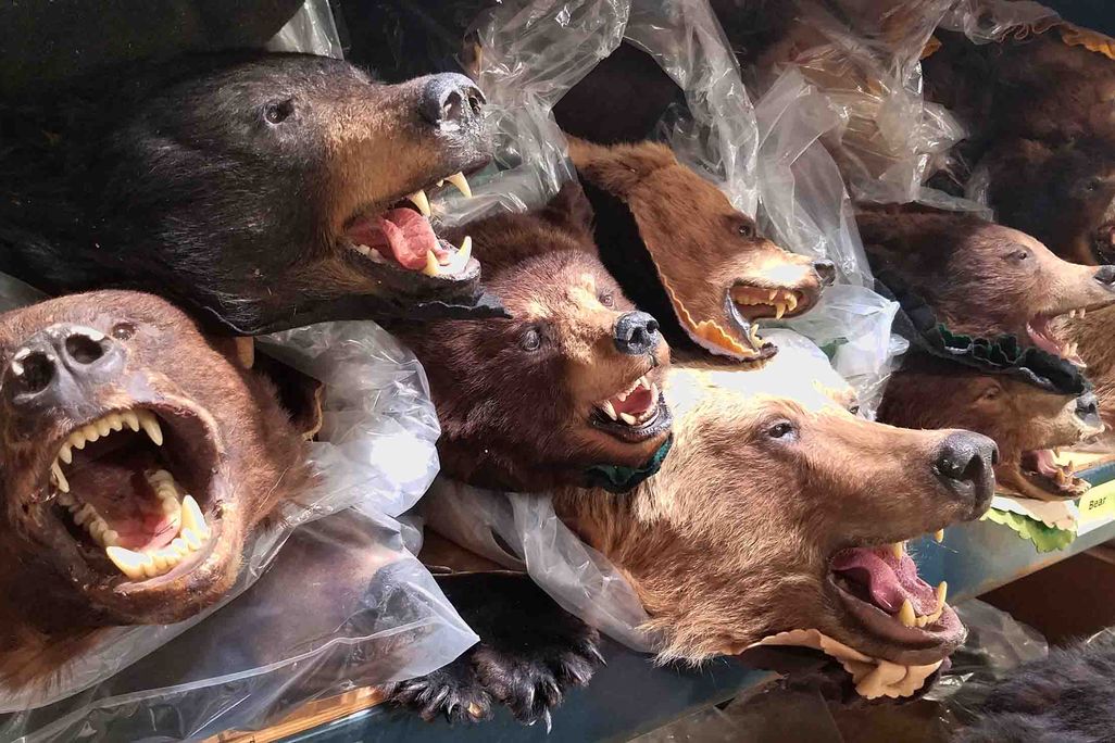 bears.jpg