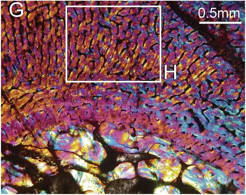 an image with a box highlighting the neonatal line