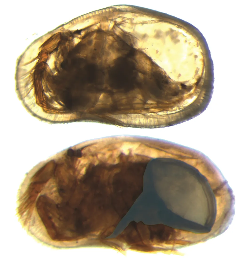 What the Large Penises of Tiny Crustaceans Tell Us About Evolution