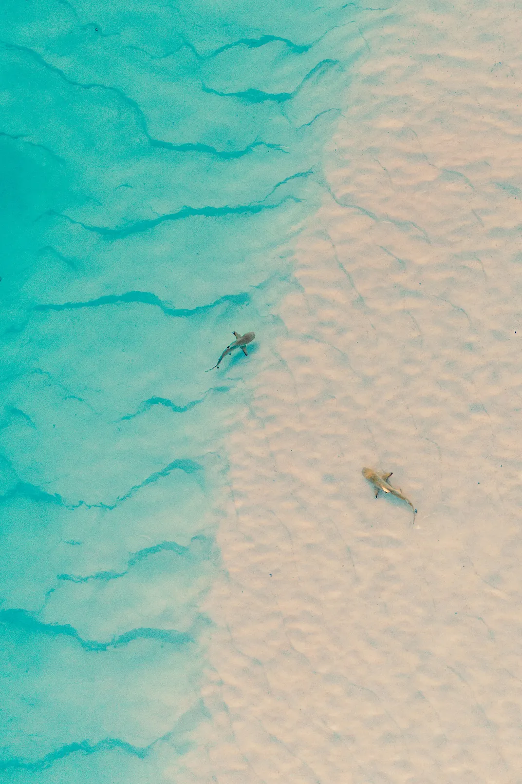 Blacktip Reef Sharks