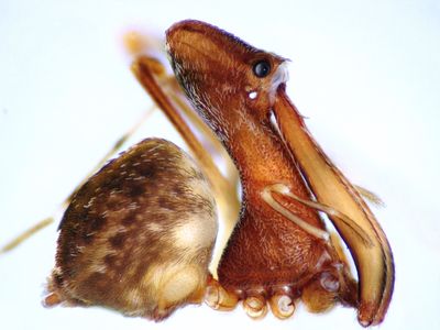 Eriauchenius milajaneae is one of the 18 new species of pelican spiders from Madagascar described by the scientists. This species was named after Wood’s  daughter, and is known only from one remote mountain in southeast Madagascar.