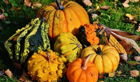 A group of seven squashes and an ear of corn on grass littered with fallen leaves.