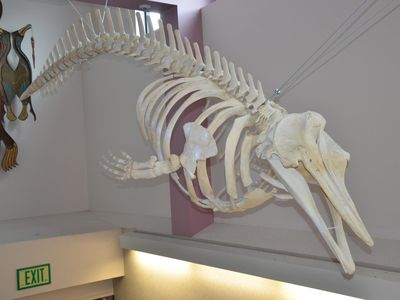 The skeleton of a new species of beaked whale in Unalaska high school