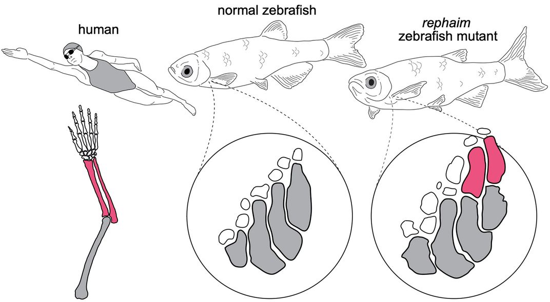 Zebrafish With Limbs