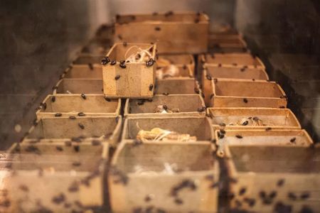 A shelf of brown boxes with white bones peeking out of the top has small black beetles crawling all over them.