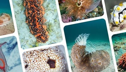 Welcome to the Weird and Wondrous World of Sea Cucumbers
