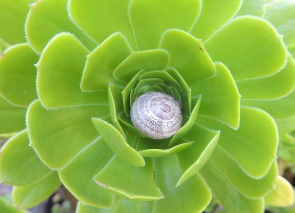 Snail in a Succulent thumbnail