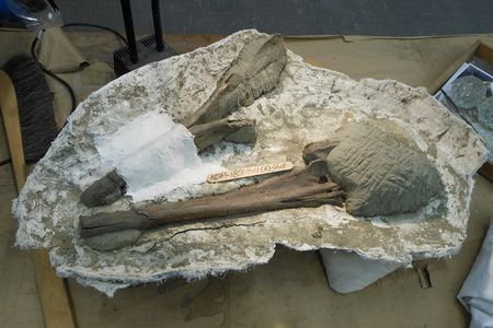 The fossils, encased in rock and sediment, were collected from marine rocks that date to around six million years ago before the Isthmus of Panama formed and a seaway connected the Atlantic and Pacific oceans.