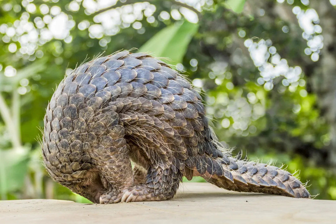 a pangolin rolling into a ball