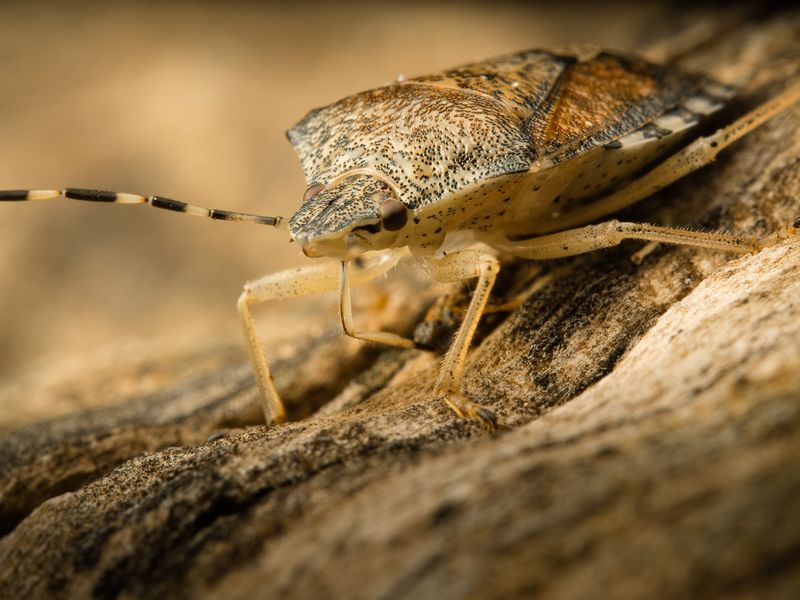 Olive tree bug Smithsonian Photo Contest Smithsonian Magazine