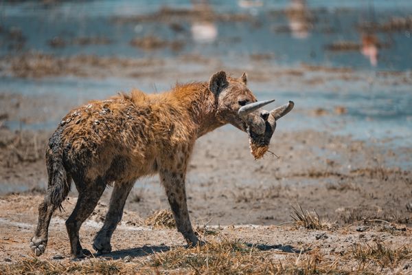 The Scavenger's Prize thumbnail