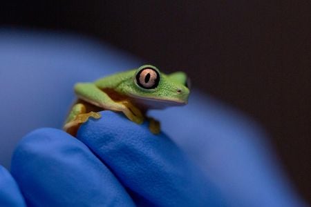 Lemur leaf frogs, best known for their big, striking eyes, are critically endangered.