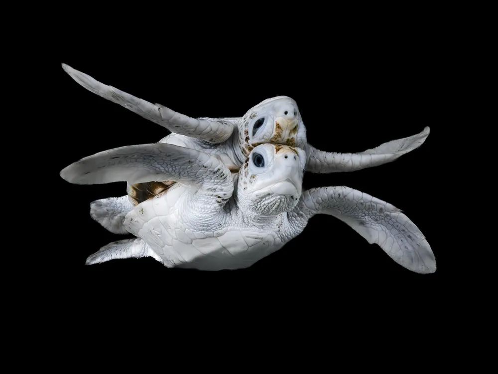 A leucistic sea turtle swimming, with the reflection making it appear that there are two turtles swimming on top of each other, back-to-back.