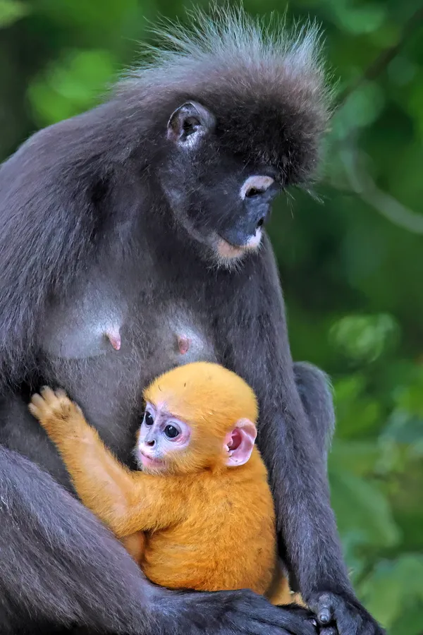 Dusky langur with her newborn infant thumbnail