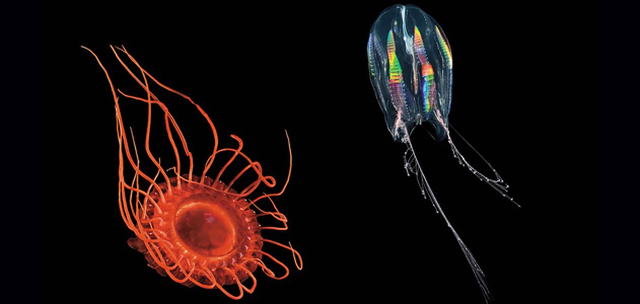 Bioluminescence: Light Is Much Better, Down Where It’s Wetter