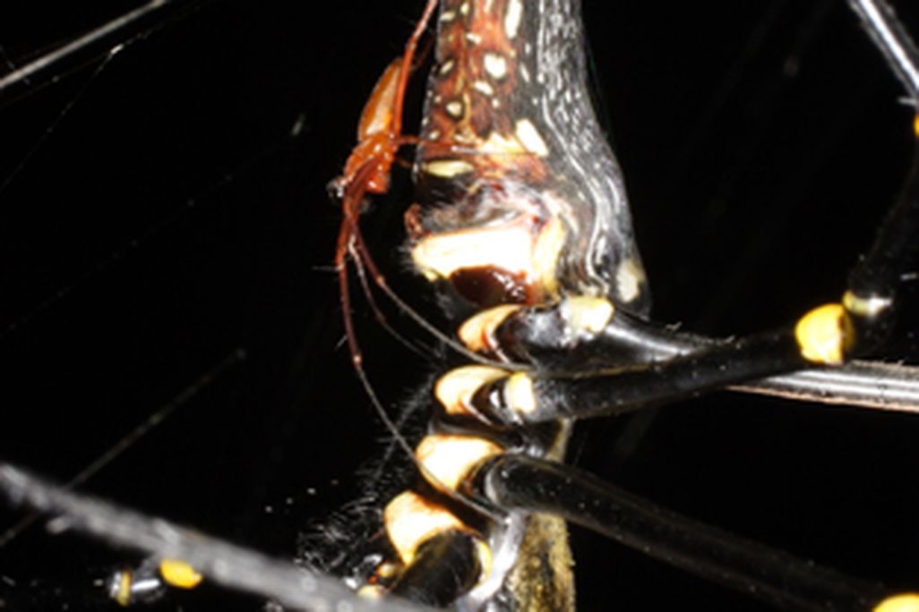 spider1.jpg