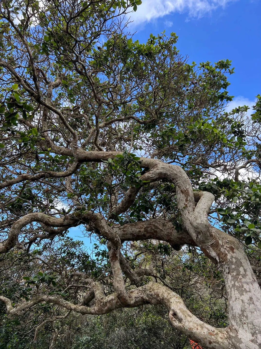 Gardenia Brighamii Tree