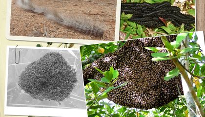 Four Unusual and Amazing Ways That Insects Team Up