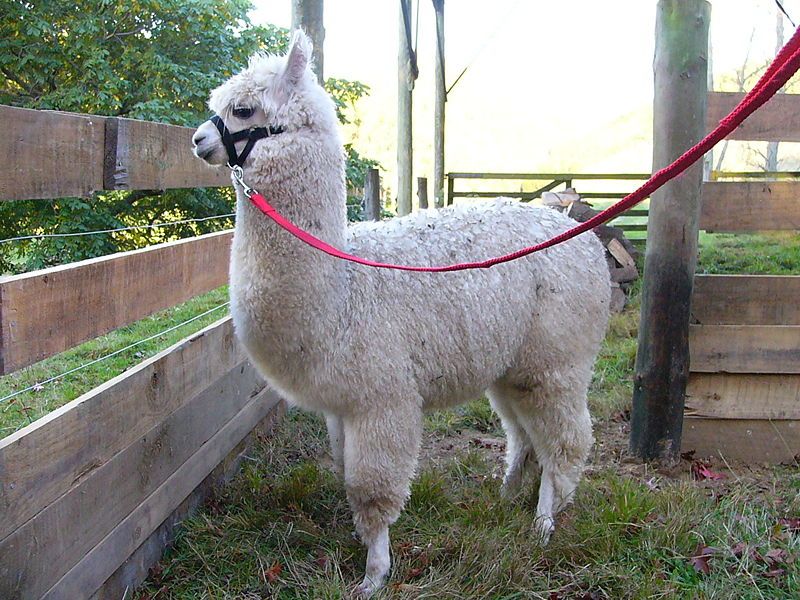 Alpaca