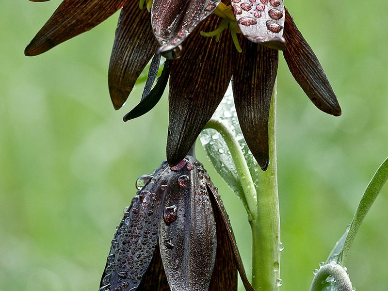 rare Chocolate Lily Santa Rosa Preserve | Smithsonian ...