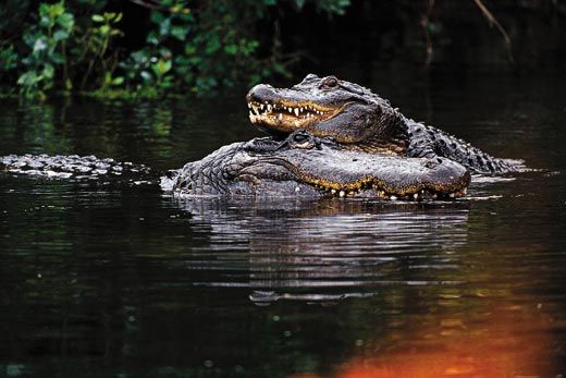 Alligators