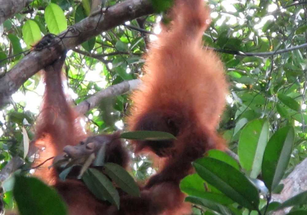 As two orangutan infants tussled in the trees, curator of primates Meredith Bastian and primate keeper Alex Reddy looked on in awe. Over the summer, they traveled to Central Kalimantan in Indonesian Borneo to follow these great apes in their native habitat.

