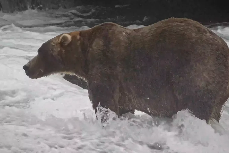 Backpack has a quiet presence on the river&mdash;and his size suggests his peaceful strategy is effective.