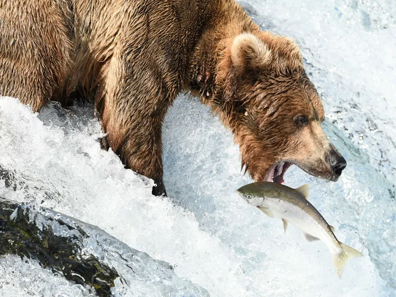 Brown bear fishing the falls at Brooks Camp. Smithsonian Photo