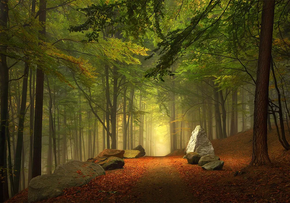 Woodlands near Beeskow
