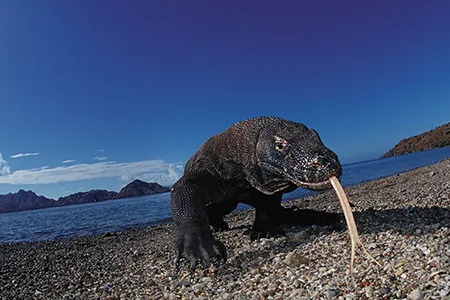 Previously off the beaten path, Komodo island is now one of Indonesia’s most popular travel destinations.