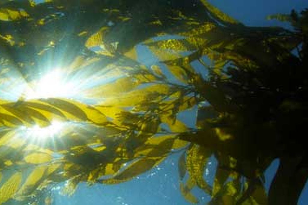 Scientists use satellite images of the kelp canopy (here, as seen from underwater) to track this important ecosystem over time.