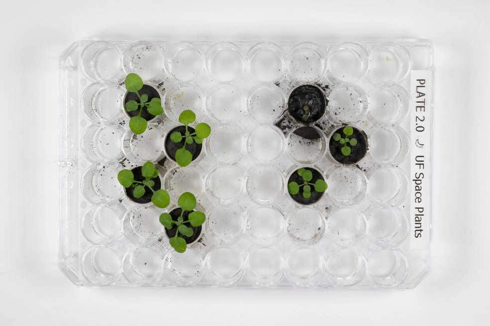 An image of seven small green plants growing in a clear dish.